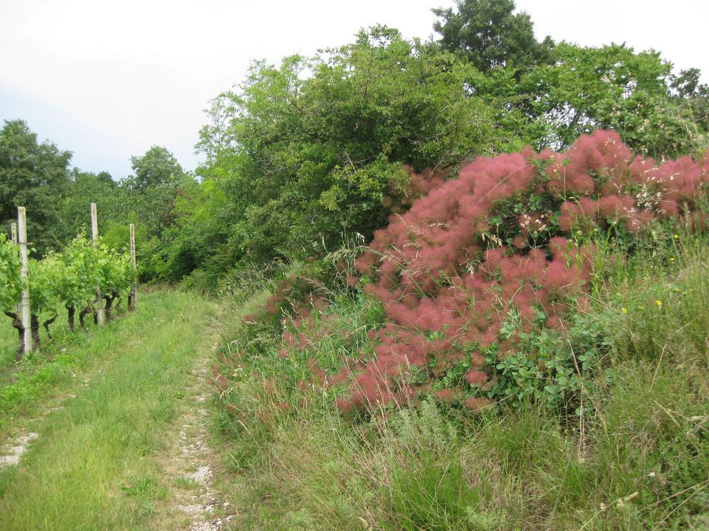 Agriturismo Campagnoletto Villa Cavriana Eksteriør bilde