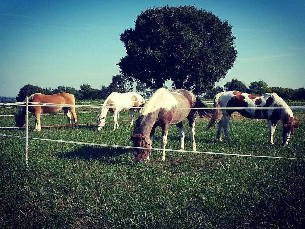 Agriturismo Campagnoletto Cavriana Eksteriør bilde